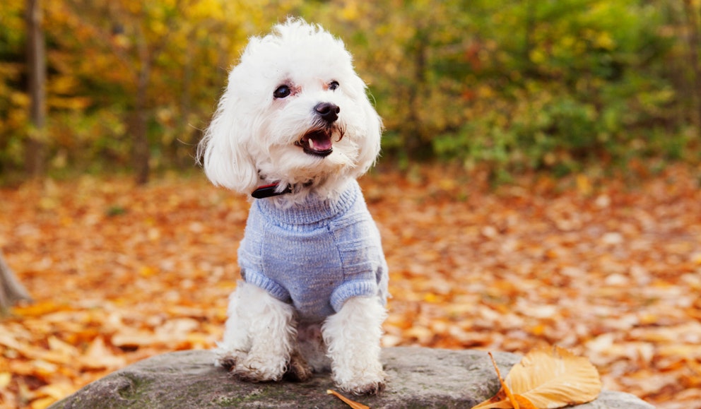 the-best-family-dogs-uk